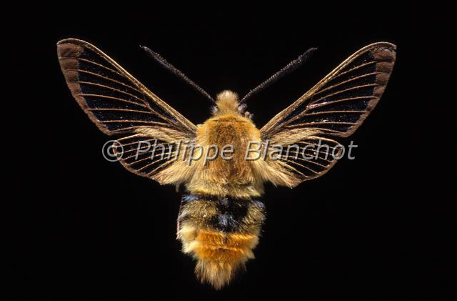hemaris fuciformis.JPG - Hemaris fuciformis, Sphinx gazé, Broad bordered bee Hawk moth, Lepidoptera,, Sphingidae, France